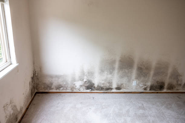 Best Real Estate Mold Inspection  in Glasgow, MT