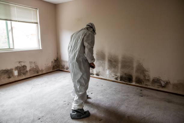 Best Asbestos and Lead Testing During Mold Inspection  in Glasgow, MT