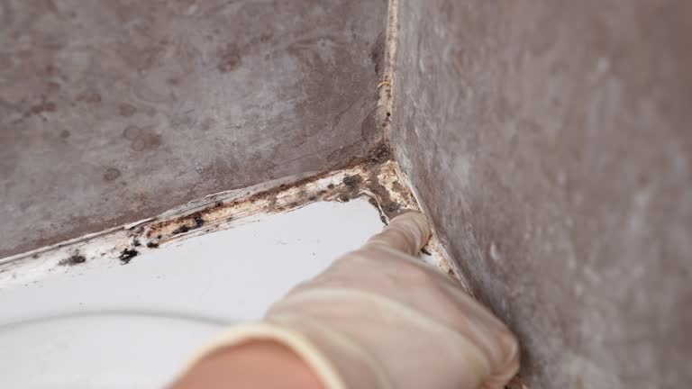 Best HVAC Mold Inspection and Cleaning  in Glasgow, MT