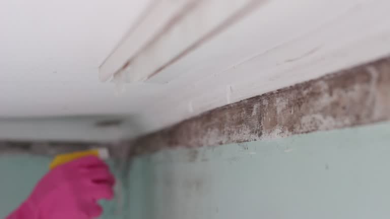 Best Industrial Mold Remediation  in Glasgow, MT